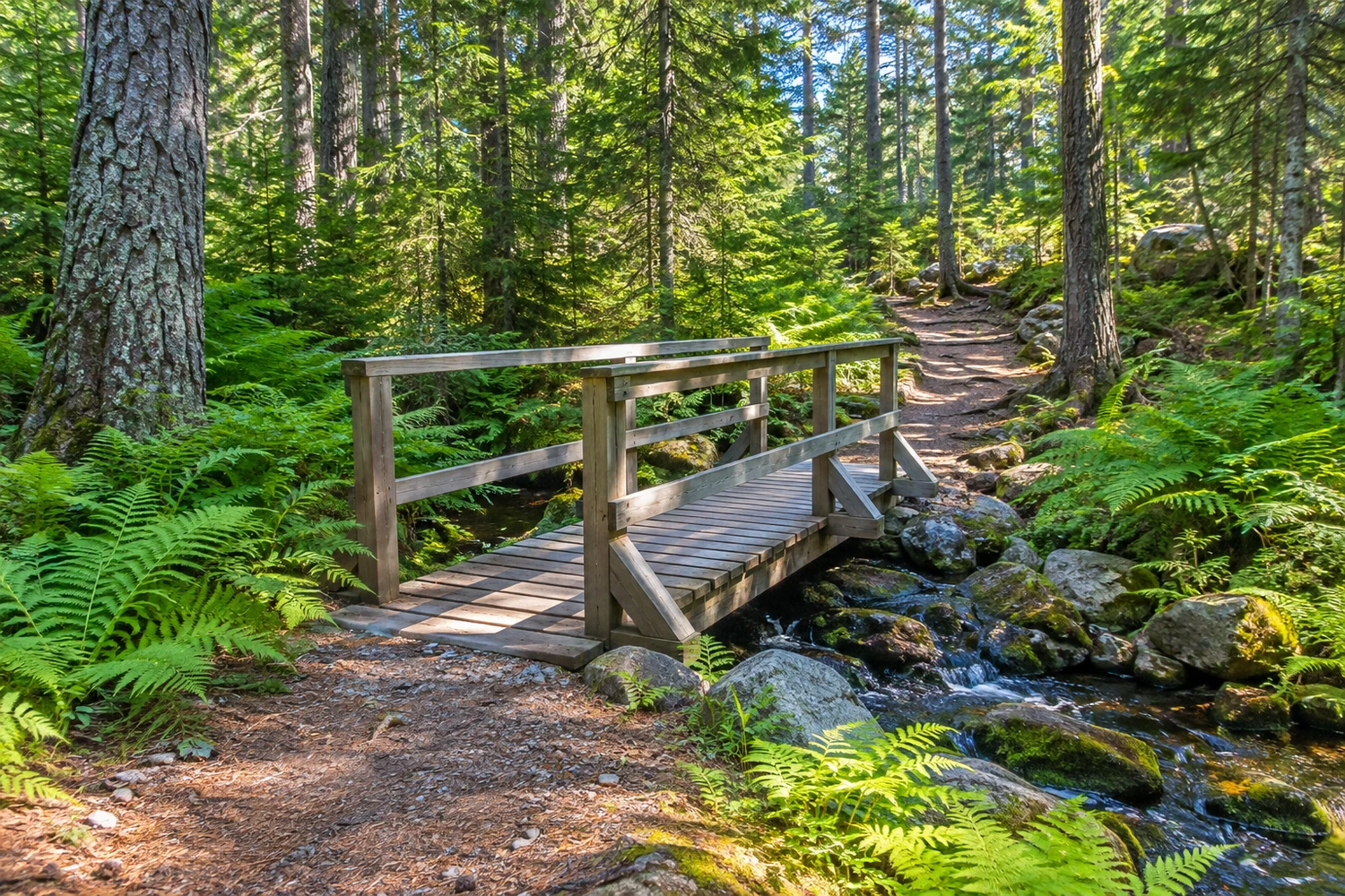 A small wooden footbridge crosses a stream on a fern-lined woodland trail.